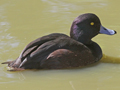 New Zealand Scaup